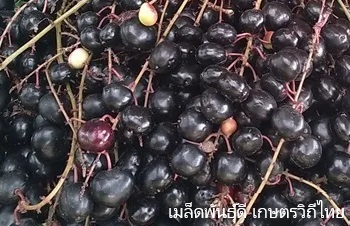 ลักษณะพฤกษศาสตร์ของต้นชำมะเลียง