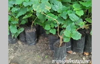 ลักษณะพฤกษศาสตร์ของพิมเสนต้น