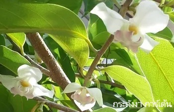 ลักษณะพฤกษศาสตร์ของต้นพรหมขาว
