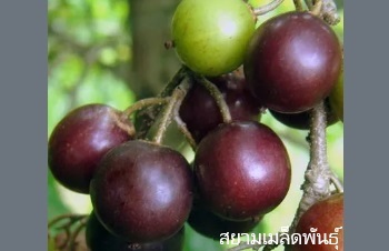 ลักษณะพฤกษศาสตร์ของต้นตะขบป่า
