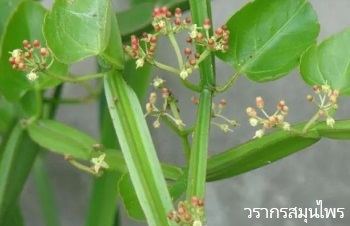 ลักษณะพฤกษศาสตร์ของต้นเพชรสังฆาต