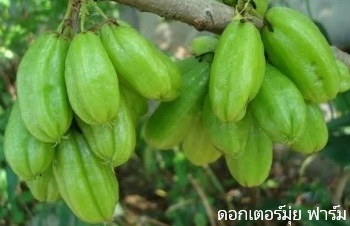 ลักษณะพฤกษศาสตร์ของต้นตะลิงปลิง