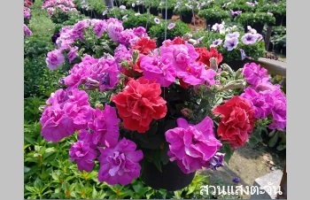 ลักษณะพฤกษศาสตร์ของต้นพิทูเนีย