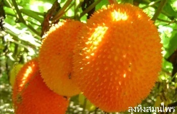 ลักษณะพฤกษศาสตร์ของต้นฟักข้าว