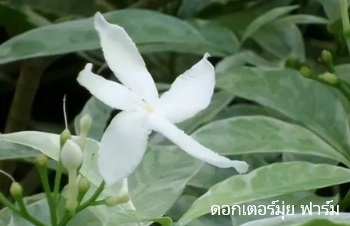 ลักษณะพฤกษศาสตร์ของต้นพุดกังหัน