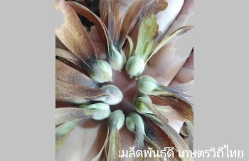 ลักษณะพฤกษศาสตร์ของต้นเต็ง