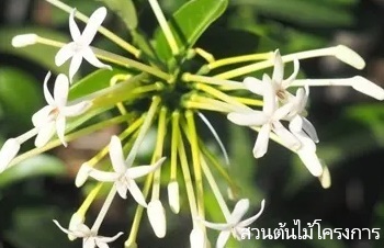 ลักษณะพฤกษศาสตร์ของต้นพุดดอกปีป