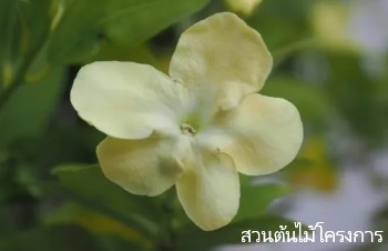 ลักษณะพฤกษศาสตร์ของต้นพุดตะแคง