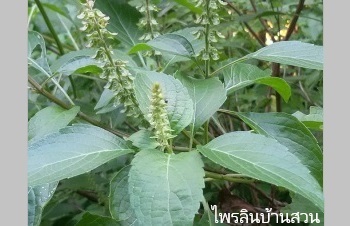 ลักษณะพฤกษศาสตร์ของต้นยี่หร่า