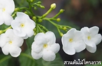 ลักษณะพฤกษศาสตร์ของต้นพุดนวลจันทร์