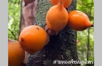 ลักษณะพฤกษศาสตร์ของต้นท้าวแสนปม