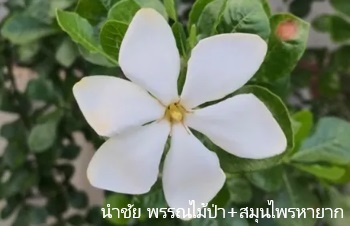 ลักษณะพฤกษศาสตร์ของต้นพุดผา