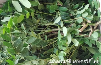 ลักษณะพฤกษศาสตร์ของต้นทิ้งถ่อน