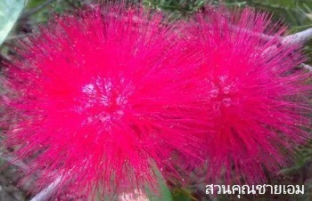 ลักษณะพฤกษศาสตร์ของต้นพู่จอมพล