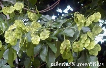 ลักษณะพฤกษศาสตร์ของต้นประดู่ป่า