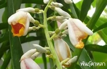 ลักษณะทางพฤกษศาสตร์ของต้นเร่ว