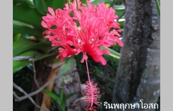 ลักษณะพฤกษศาสตร์ของต้นพู่ระหง