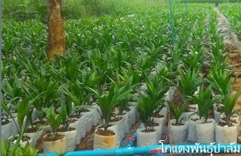 ลักษณะพฤกษศาสตร์ของต้นปาล์มน้ำมัน