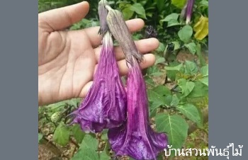 ลักษณะพฤกษศาสตร์ของต้นลำโพงกาสลัก