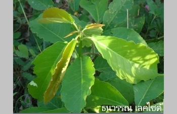ลักษณะพฤกษศาสตร์ของต้นเปล้าใหญ่