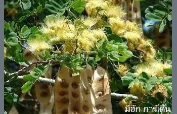 ลักษณะพฤกษศาสตร์ของต้นผักพฤกษ์
