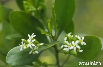 ลักษณะพฤกษศาสตร์ของต้นฝาดขาว