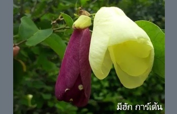 ลักษณะพฤกษศาสตร์ของต้นพญากาหลง
