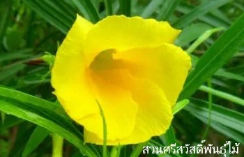ลักษณะพฤกษศาสตร์ของต้นรำเพย