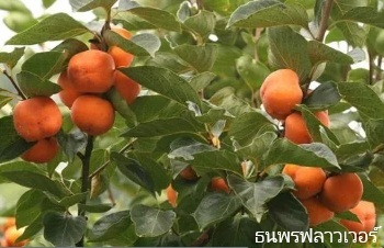 ลักษณะพฤกษศาสตร์ของต้นพลับ