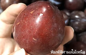 ลักษณะพฤกษศาสตร์ของต้นพลัม