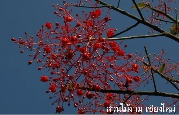 ลักษณะพฤกษศาสตร์ของต้นเพลิงภาณุ