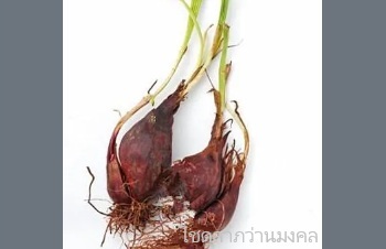 ลักษณะพฤกษศาสตร์ของต้นว่านหอมแดง