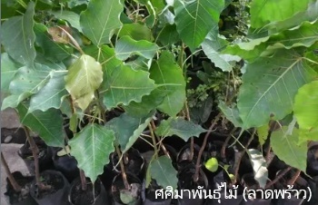 ลักษณะพฤกษศาสตร์ของต้นโพธิ์