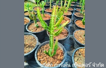 ลักษณะพฤกษศาสตร์ของต้นสลัดได