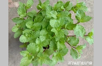 ลักษณะพฤกษศาสตร์ของต้นสะระแหน่