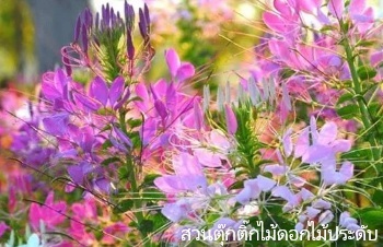 ลักษณะพฤกษศาสตร์ของต้นเสี้ยนฝรั่ง
