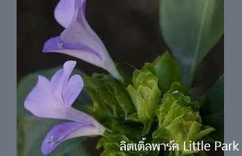ลักษณะพฤกษศาสตร์ของต้นสังกรณี