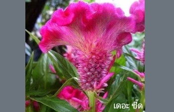ลักษณะพฤกษศาสตร์ของต้นหงอนไก่เทศ