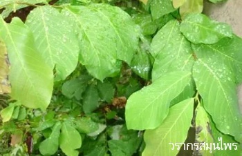 ลักษณะพฤกษศาสตร์ของต้นมะกา