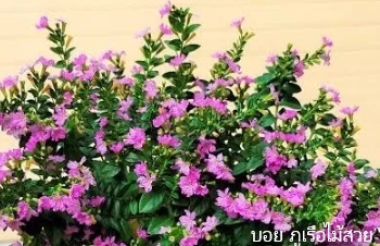 ลักษณะพฤกษศาสตร์ของต้นหลิวไต้หวัน