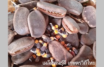 ลักษณะพฤกษศาสตร์ของต้นมะค่าโมง