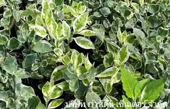 ลักษณะพฤกษศาสตร์ของต้นแสยก