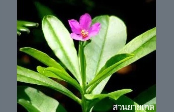 ลักษณะพฤกษศาสตร์ของต้นโสมไทย