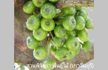 ลักษณะพฤกษศาสตร์ของต้นมะเดื่อไทย
