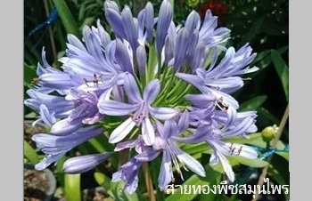 ลักษณะพฤกษศาสตร์ของต้นอะกาแพนทัส