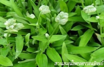 ลักษณะพฤกษศาสตร์ของต้นหญ้าปักกิ่ง