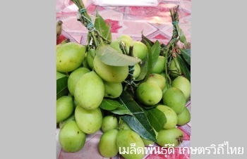 ลักษณะพฤกษศาสตร์ของต้นมะปริง