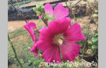 ลักษณะพฤกษศาสตร์ของต้นฮอลลี่ฮ็อค