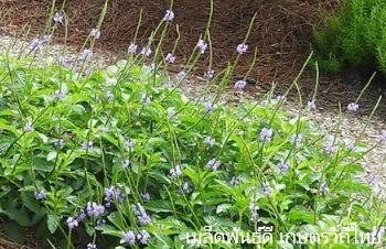 ลักษณะพฤกษศาสตร์ของหญ้าพันงูเขียว