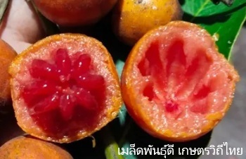 ลักษณะพฤกษศาสตร์ของต้นมะพลับ